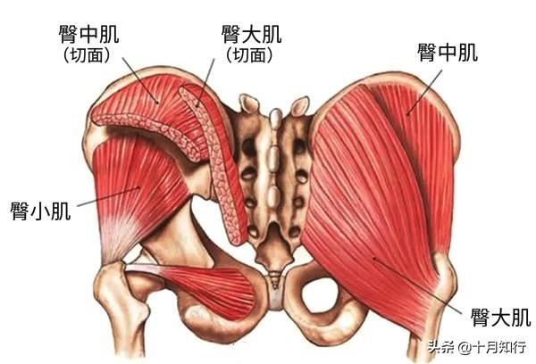 強化臀中肌訓練，不只解決臀部兩側凹陷，更能保護膝蓋，緩解腰痛