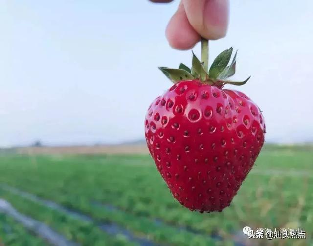汕头哪里可以摘草莓?