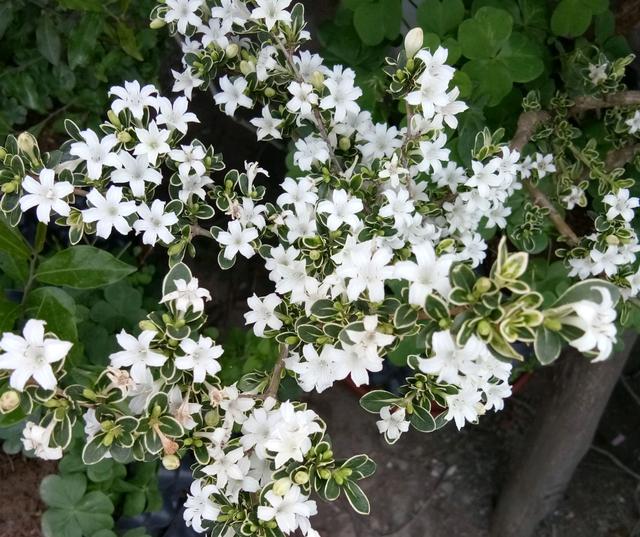 六月雪什么时候开花