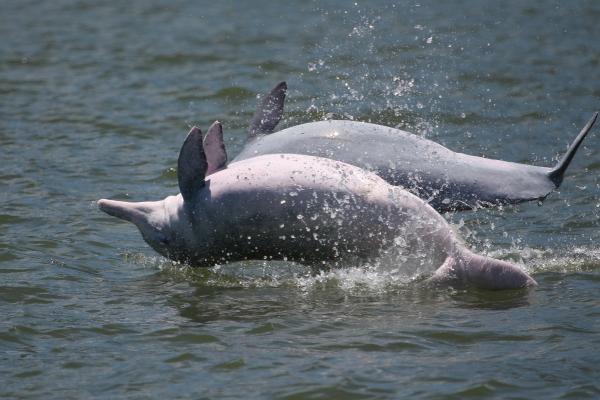 中华白海豚