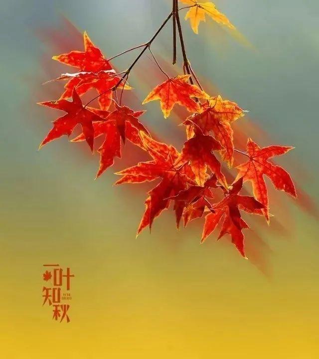 ����------�������ֻ�