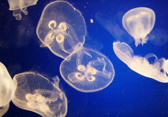 淡水里的水母儿时适应能力极强长大后却因水质差而融化在水中