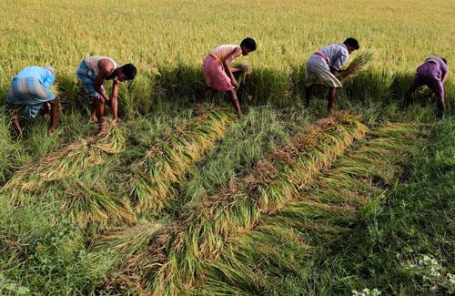 印度为什么以水稻和小麦为主要粮食