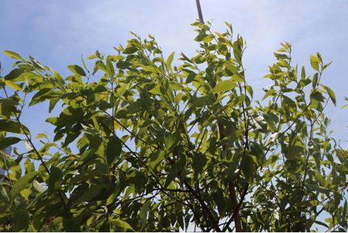 广西万亩檀香是真的在种植檀香树吗