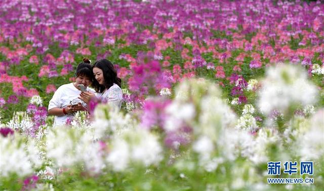 绚丽花海扮靓秦岭小城(图5)