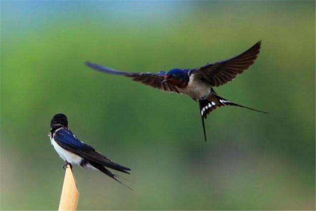 燕子什么意思(燕子什么意思网络语言)