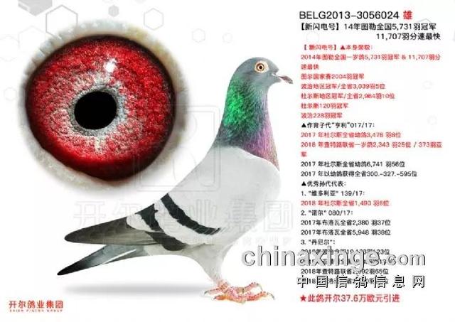 这10羽鸽子身价超过4000万！