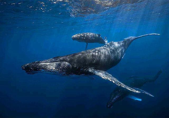 可是我们也仅仅是知道鲸鱼是哺乳动物,知道它们是胎生产下后代的,但是