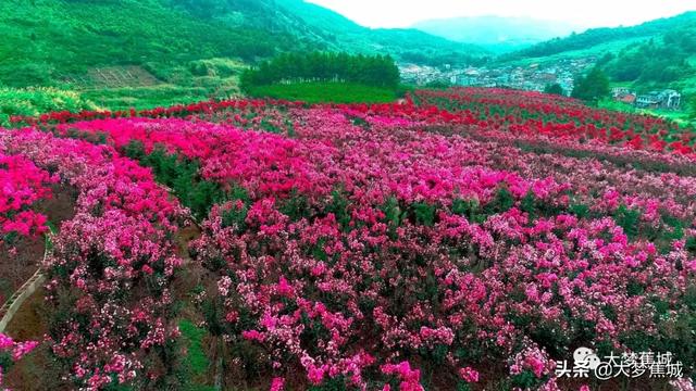 这里的50亩紫薇花海醉了游客美了乡村
