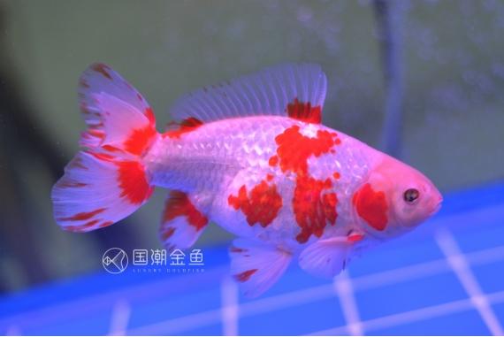 鱼的身子已经侧偏了 是不是快要死了 还有得救吗 爱游钓鱼网
