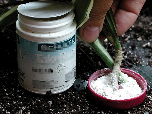 培育碗莲在什么情况下要用到生根粉?