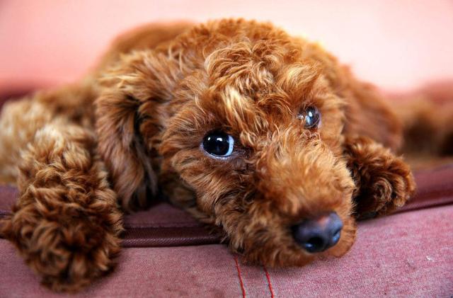 养了“泰迪犬”几年，花了上万元医药费后，我明白了这7个道理