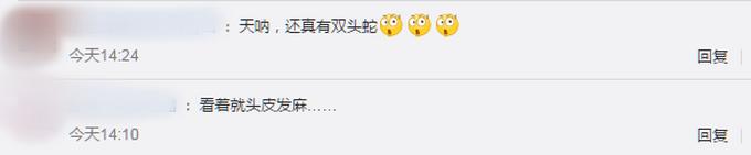 双头|印度现罕见双头罗素蝰蛇 这种蛇每年造成最多咬伤人类事件