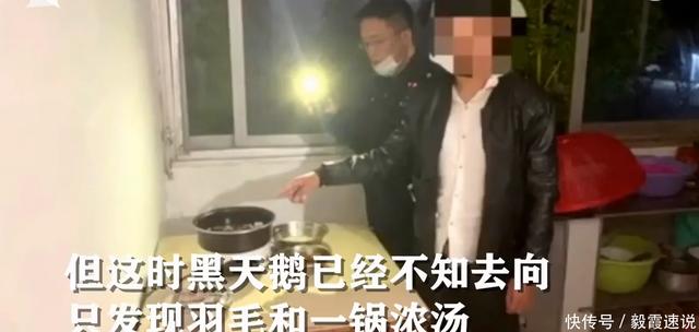 子打晕网红黑天鹅回家炖汤：黑天鹅肉不好吃，但闻起来特别香