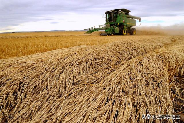 中国对澳大利亚大麦征收反倾销税，加拿大却成最大赢家