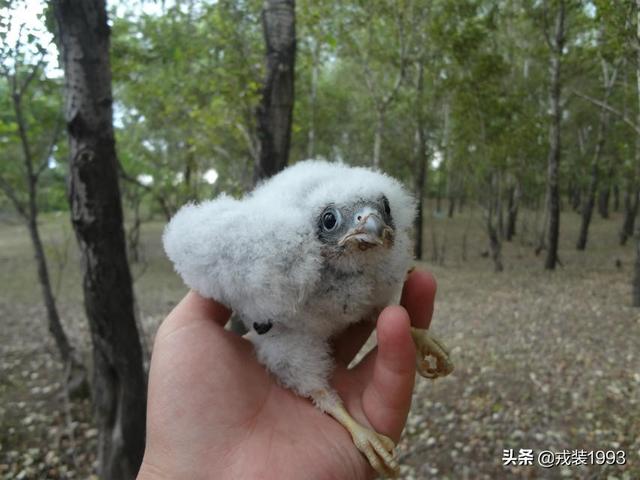 隼是什么意思隼怎么读