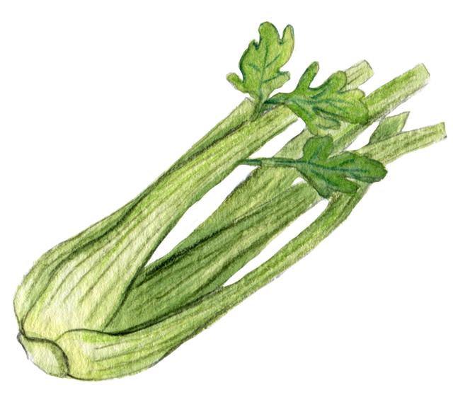 大错特错！富含膳食纤维的蔬菜不是芹菜！而是TA
