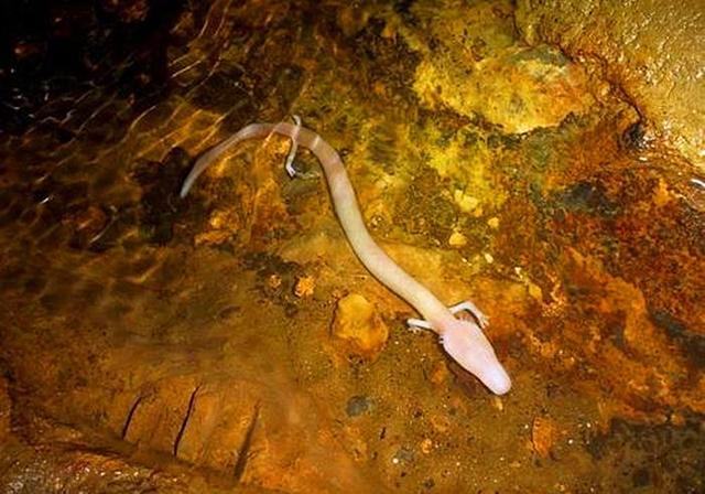 洞螈到底是怎么样的呢?