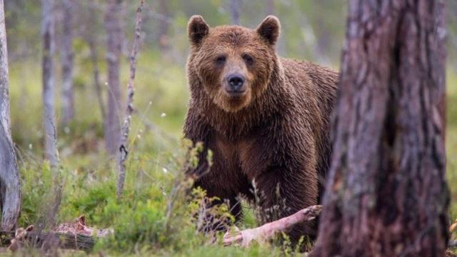 意大利一只熊袭击路人后被判死刑，近1.5万人请愿为它求情
