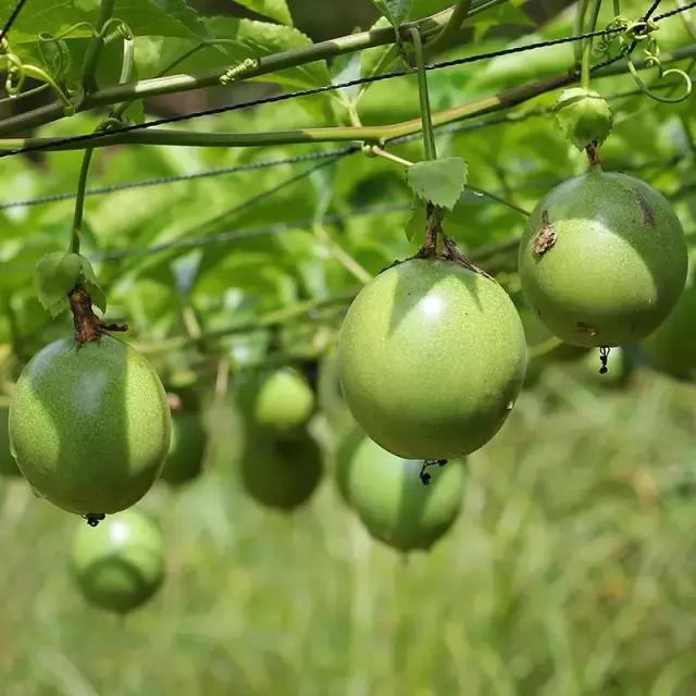 辰颐物语：黄金百香果竟然甜得像蜂蜜，美白还养颜