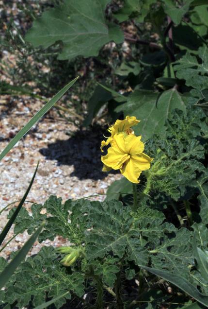 吉林现26800亩外来入侵物种黄花刺茄原产北美洲有毒物种