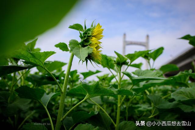 福州又一个摄影、散步好去处，一年四季都可赏花，并免费对外开放