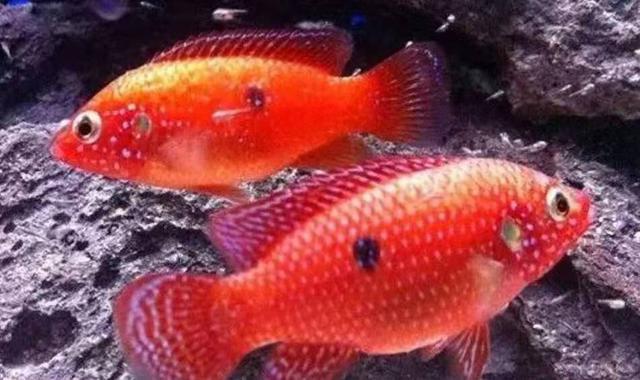 蓝曼龙鱼怎么看公母和繁殖