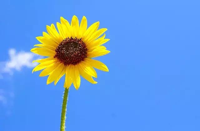向日葵向着太阳说明了它植物的什么性？