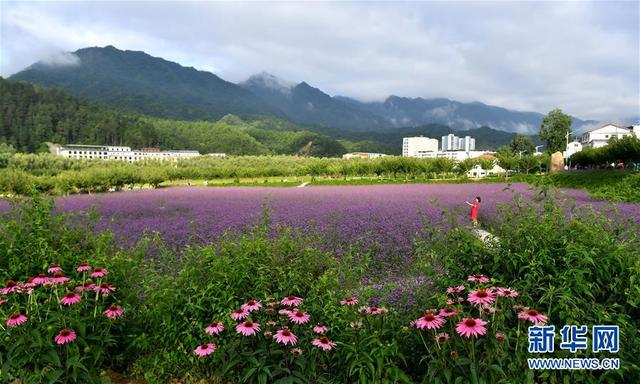 绚丽花海扮靓秦岭小城(图3)