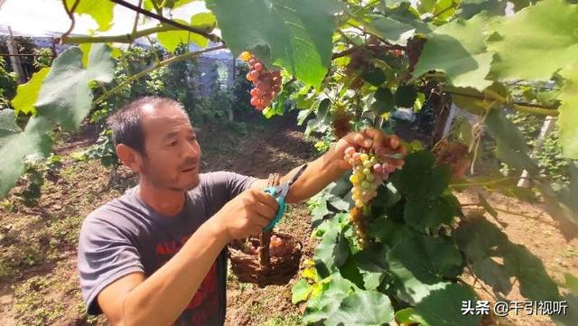 |北京休闲好去处｜春日农场葡萄园田间小课堂开课啦