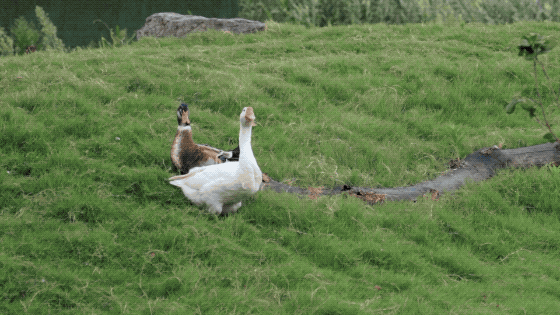 夫妻抵押掉上海独栋洋房，借1300万到乡下造房：我自在了