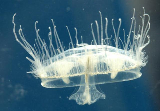 淡水里的水母儿时适应能力极强长大后却因水质差而融化在水中