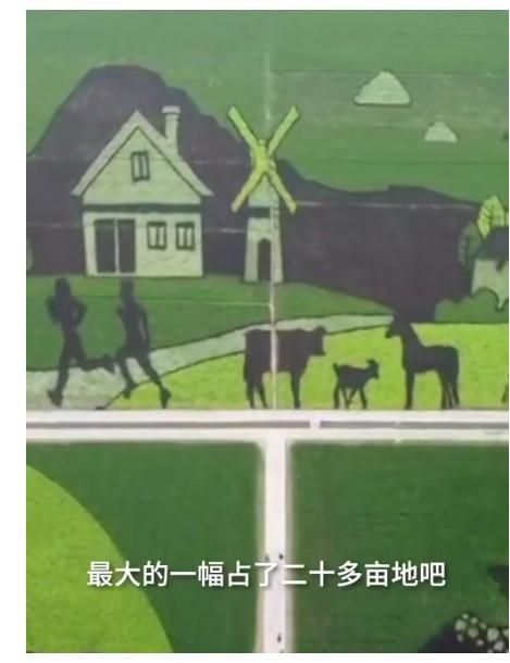 袁隆平|农民种出袁隆平钟南山稻田画 平均每幅画约3000个点用5种颜色的水稻组成
