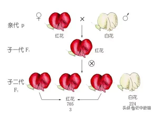 在完全显性的条件下(完全显性是什么意思)
