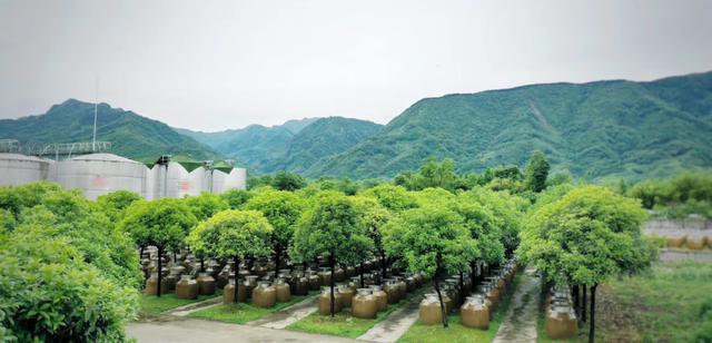 绵竹产区丰淳酒业：酒旅融合，打造龙门山下网红打卡地