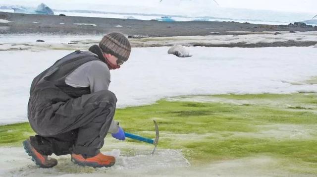 南极洲的怪异“绿雪”将随着世界气候变暖而蔓延开来