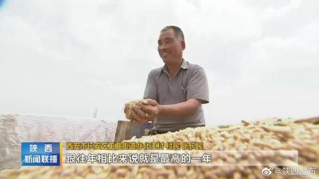 丰收啦！陕西小麦单产历史最高，单产和总产同比提高8%以上