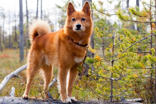 和狐狸犬差不多但是毛长长的是什么狗,尾巴是卷着的