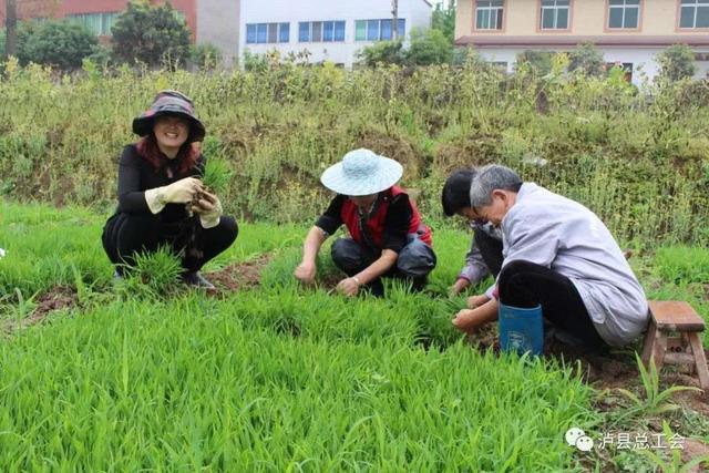 中国十佳农民，泸县种粮大户薛世兰入围提名