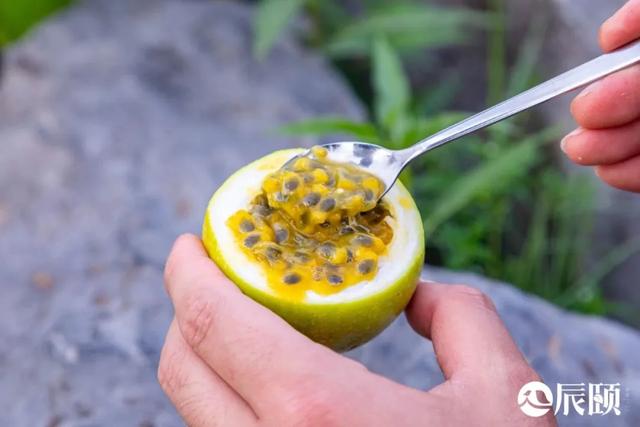 辰颐物语：黄金百香果竟然甜得像蜂蜜，美白还养颜