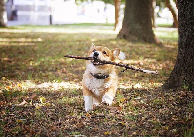 史上最萌警犬退休！俄罗斯短腿柯基当警官，出警全在卖萌？