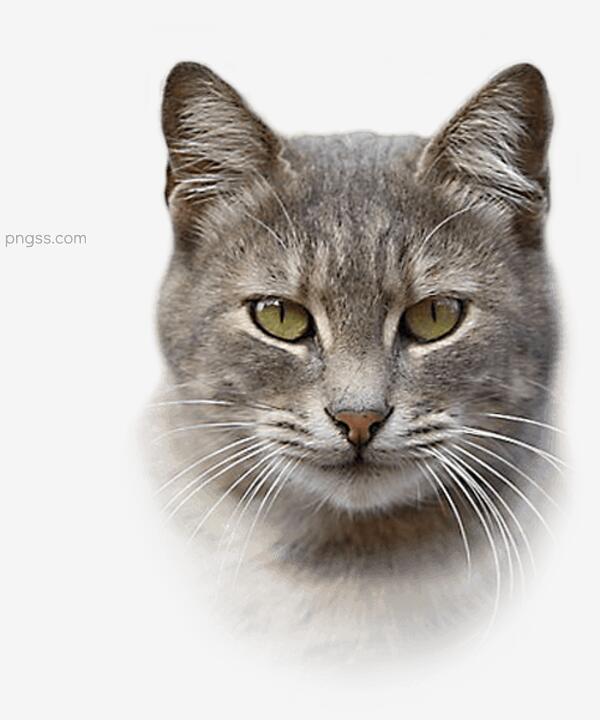 猫的背景png搜索网 精选免抠素材 透明png图片分享下载 Pngss Com