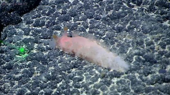 中科院海洋所命名5个深海生物新物种
