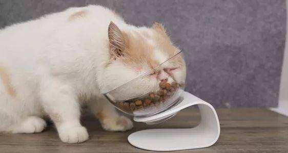 猫冲着人放屁什么意思