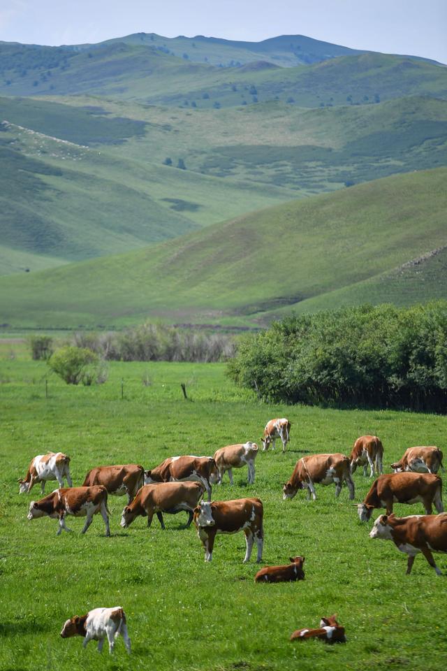 乌兰毛都草原盛夏即景(图3)