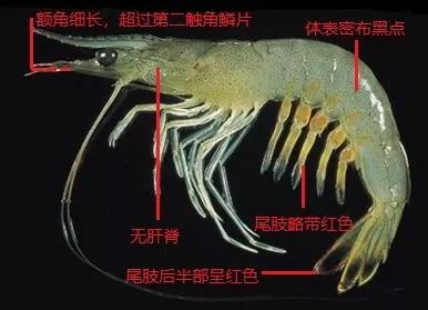 虾类图鉴对虾的外部结构与虾体基本构造