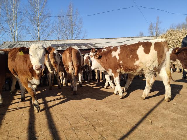 养牛人的疏忽造成了很大损失，六十多头牛损失