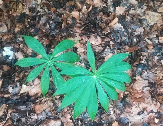 灵石路在哪个区的 先知百科网