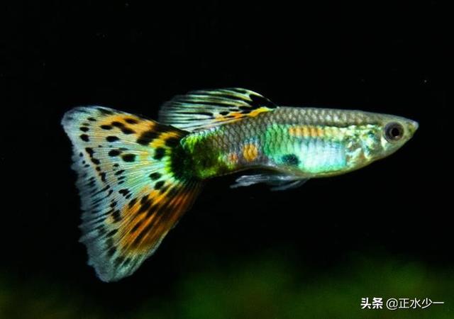 哪种金鱼最好养活 爱游钓鱼网