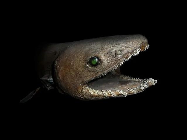 深海之下住着谁聊聊这些住在深海的可怕怪物